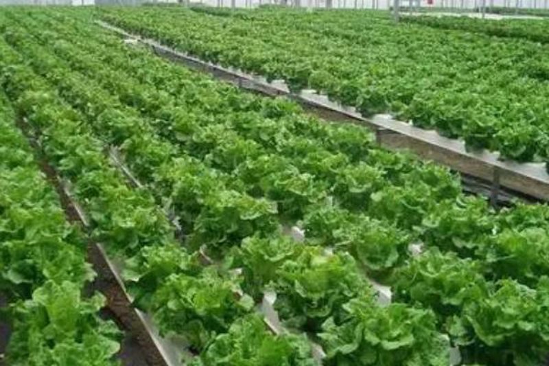 有机农产品,让健康走进你的每一天